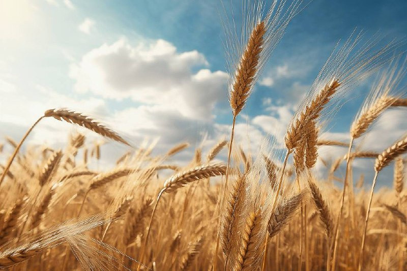 Аграрии республики с учетом рапса собрали более 1 млн.тонн зерна
