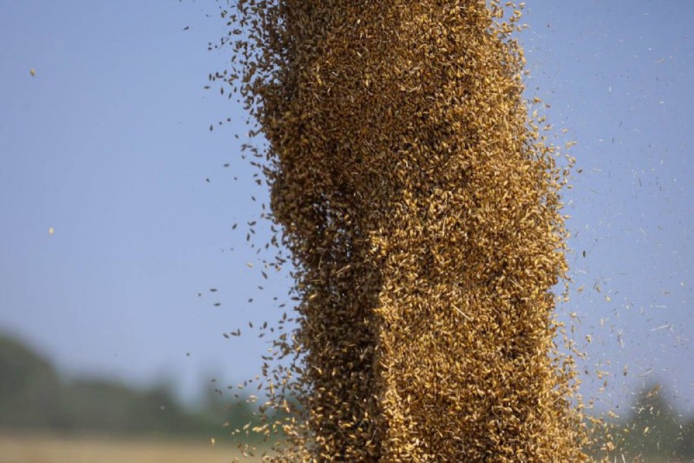 В Беларуси на 27 сентября намолочено 7708,4 тыс.т зерна включая рапс