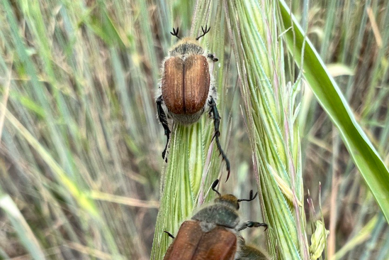 Хлебный жук-красун – опасный вредитель зерновых культур